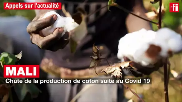 Mali : chute de la production de coton suite au Covid-19
