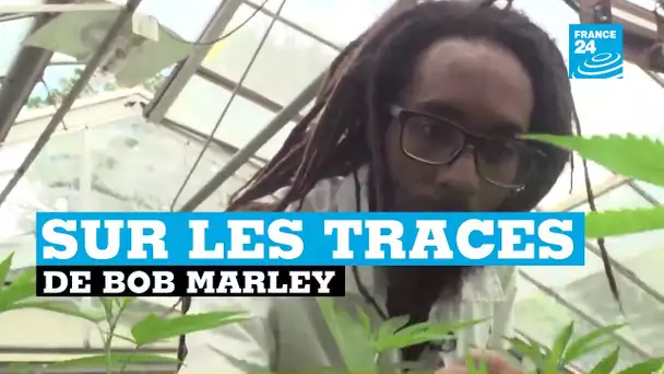 Sur les traces du cannabis de Bob Marley