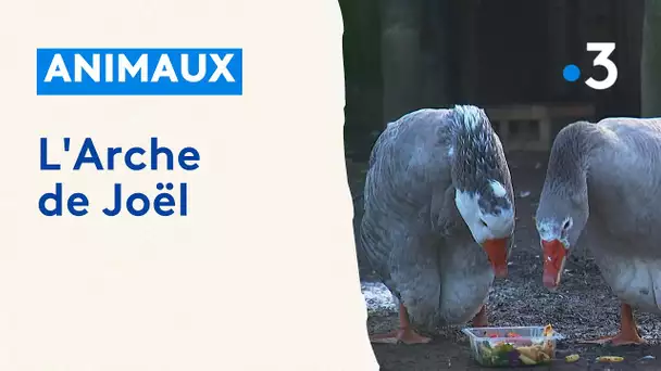 Sarthe : l'Arche de Joël, les animaux d'abord