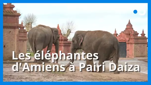 Les éléphants d'Amiens mènent une vie paisible à Pairi Daiza en Belgique