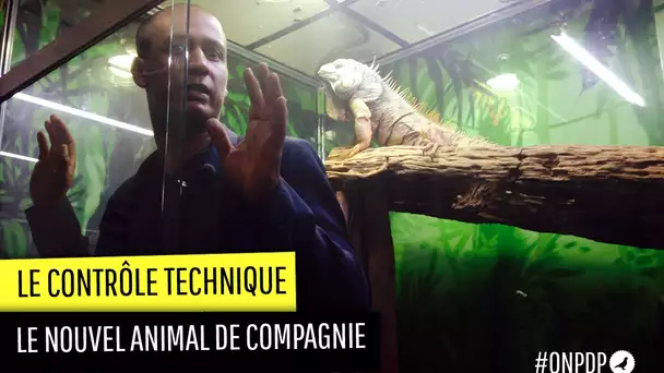 Les NAC (Nouveaux Animaux de Compagnie) : contrôle technique.