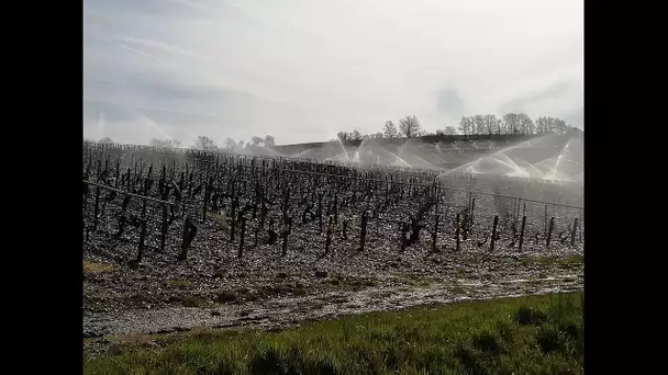 Yonne : les viticulteurs sont sur le qui-vive face au gel