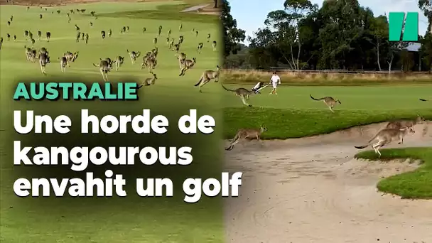 Leur partie de golf a été perturbée par une horde de kangourous envahissant le terrain
