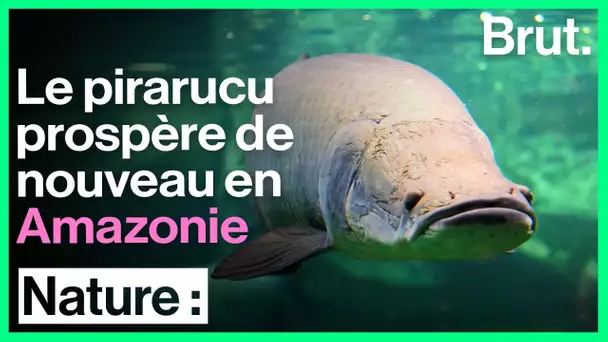 Le pirarucu prospère de nouveau en Amazonie