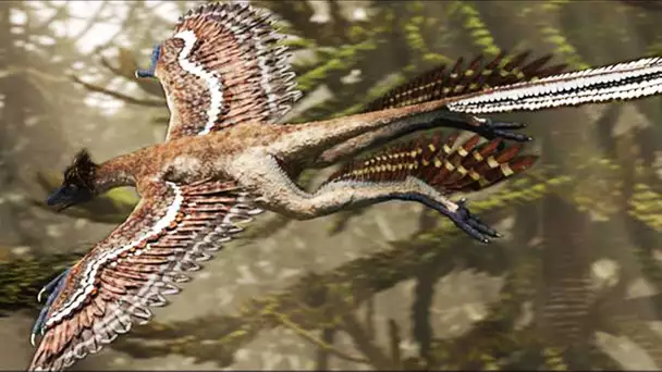 Microraptor : le dinosaure chasseur volant - ZAPPING SAUVAGE