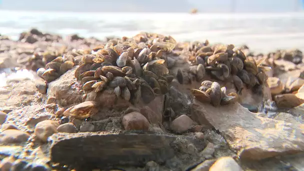 Lac de Vouglans : on vous dit tout sur la moule zébrée qui colonise le grand lac du Jura