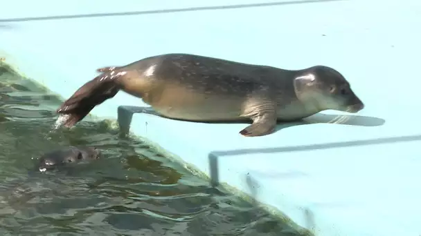 Allouville-Bellefosse : les phoques soignés à l'association du CHENE ont besoin de parrains