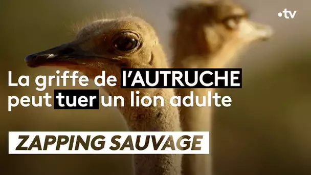 La griffe de l'autruche peut tuer un lion adulte - ZAPPING SAUVAGE