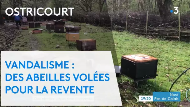 Vandalisme - Des abeilles volées à Ostricourt pour la revente.