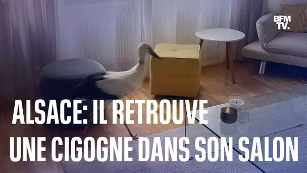 Un élu municipal retrouve une cigogne dans son salon en Alsace