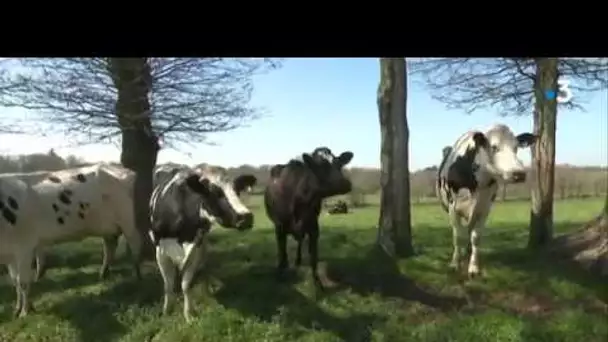 Que faire de la production de lait 1