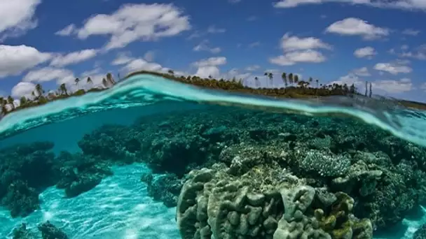 Iles Cook : la plus vaste réserve naturelle marine de la planète est en cours