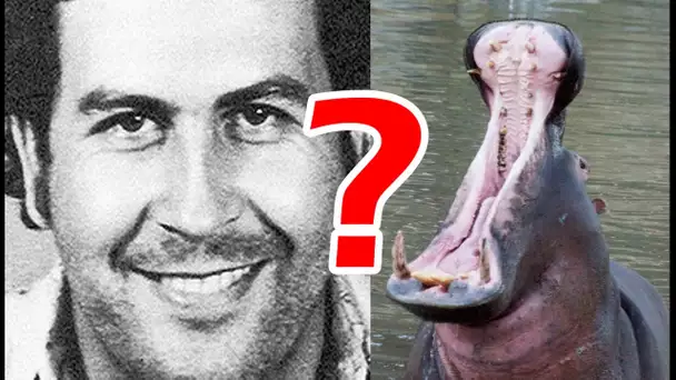 WTF : Pablo Escobar et ses hippos - ZAPPING SAUVAGE