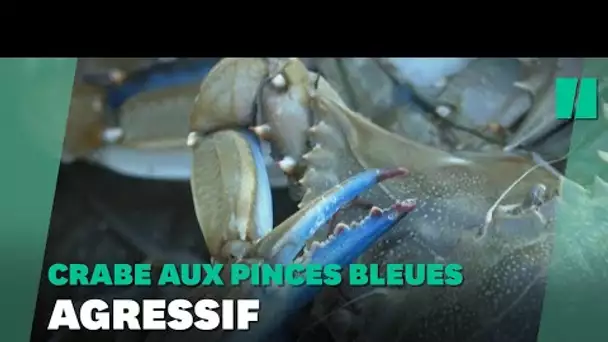 Le crabe aux pinces bleues menace la biodiversité en Occitanie