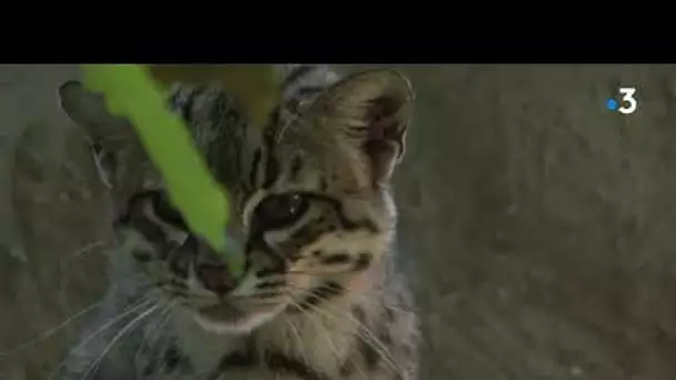 Naissance rare d'un petit chat de Geoffroy au Domaine des fauves de Fitilieu, en Isère