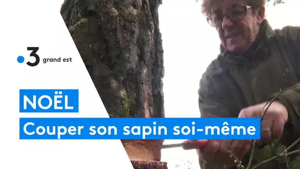 Ils coupent eux-mêmes leur sapin de Noël en forêt
