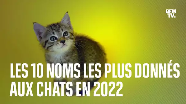 Le top 10 des noms le plus donnés aux chats en 2022
