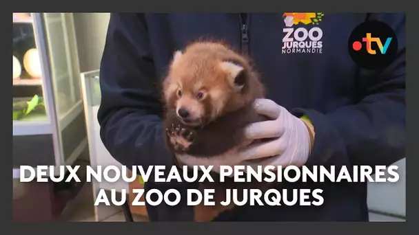 Deux naissances de pandas roux au zoo de Jurques
