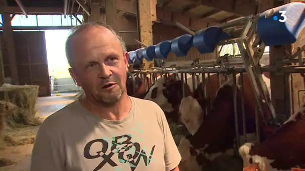 Sécheresse : Comment les éleveurs de vaches laitières font-ils face aux fortes chaleurs ?