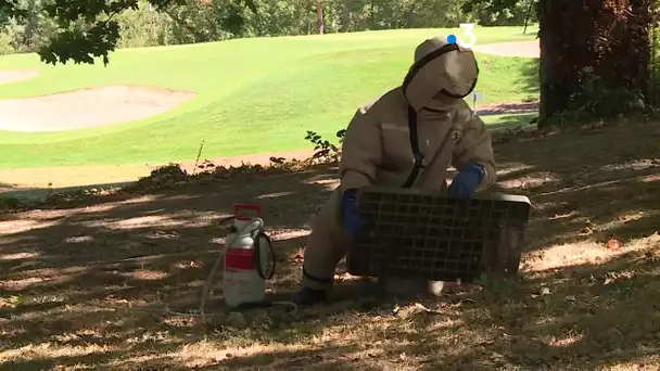 Les guêpes font leur grand retour dans le Tarn