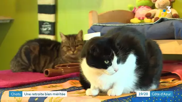 A Cannes, les chats vivent une belle retraite dans l'une des 4 maisons de repos de félins de France