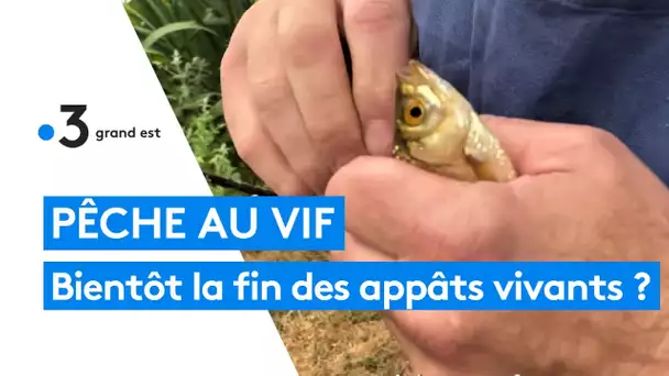 Pêche : une pétition contre les appâts vivants