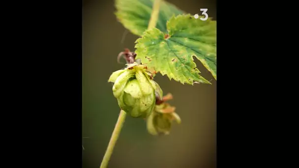 Vers une bière 100% normande ?