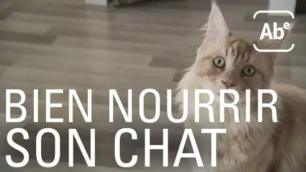 Comment bien nourrir son chat ? ABE-RTS