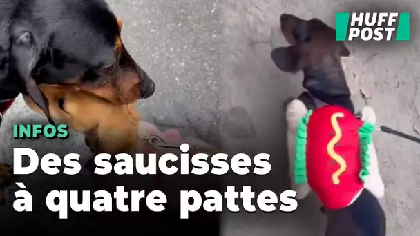 Pour la "Sausage walk",  des centaines de teckels se baladent sur les bords de Seine à Paris