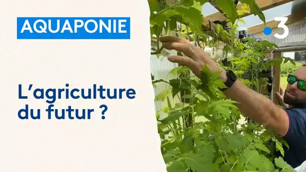 Agriculture : qu'est-ce que l'aquaponie ?