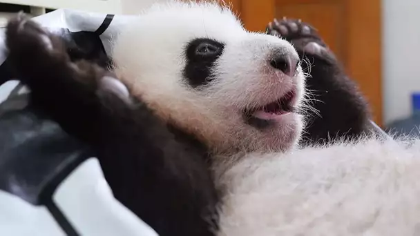 Apprendre à faire caca à un bébé panda - ZAPPING SAUVAGE