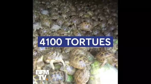 Plus de 4000 tortues de contrebande saisies par les douanes russes