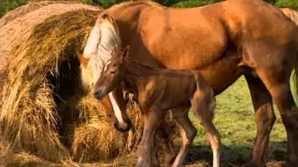 Veau, vache, cochon, couvée - Documentaire animalier