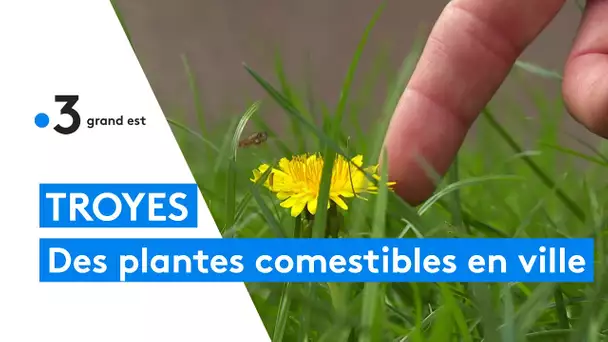 Troyes : dénicher les plantes comestibles en ville