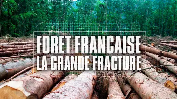 Forêt française, silence on coupe