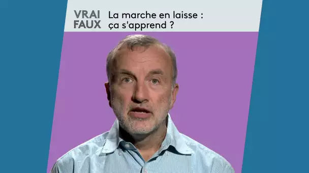 La marche en laisse, ça s'apprend ? Un vétérinaire comportementaliste vous répond