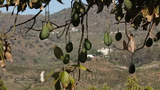 MEDITERRANEO – Espagne, en Andalousie la sècheresse menace la production d’avocats