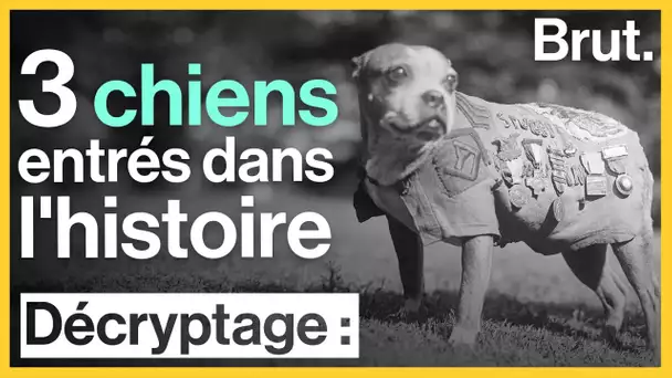 3 chiens entrés dans l'histoire