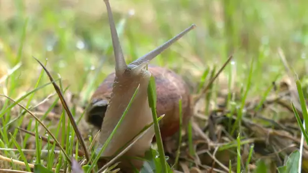 Béarn: un élevage d'escargots dans le Vic-Bilh