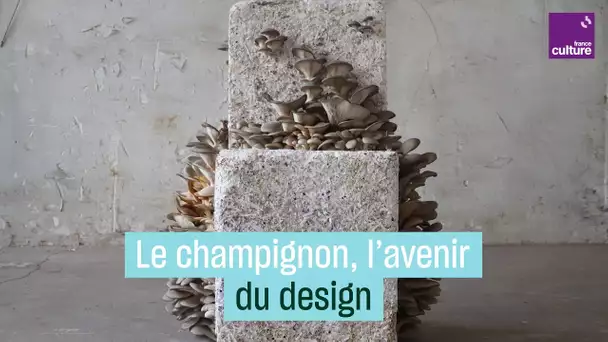 Le champignon, matériau d'avenir pour le design ?