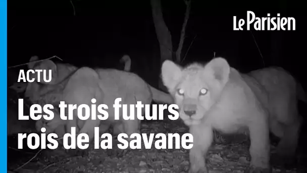 Au Sénégal, une vidéo de trois lionceaux nourrit l’espoir de relancer une espèce décimée