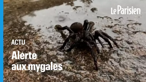 Australie : alerte à l’invasion de mygales « dans les maisons » après les inondations
