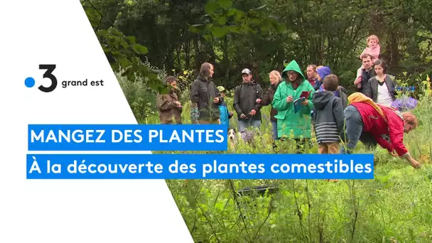 Balade découverte des plantes sauvages comestibles