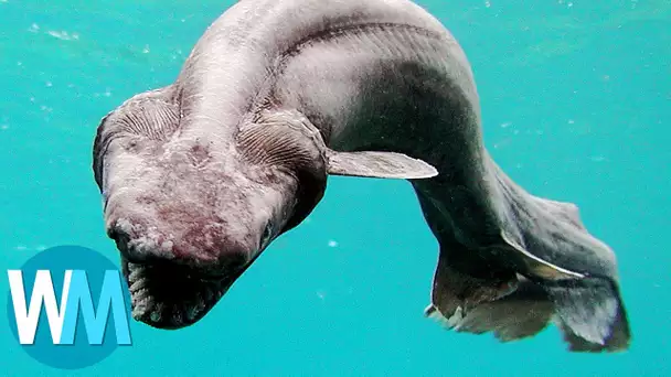 Top 10 des plus mystérieuses créatures qui vivent dans les profondeurs de l’océan
