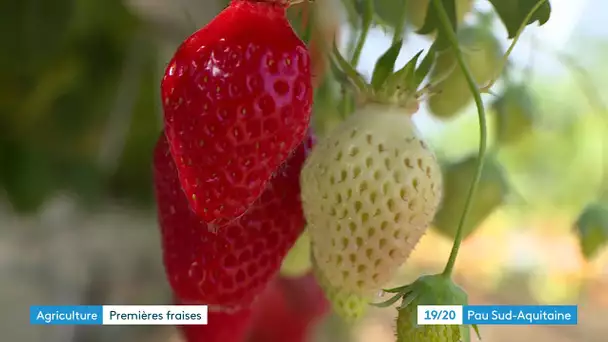 Béarn: Première saison de la fraise à Coublucq