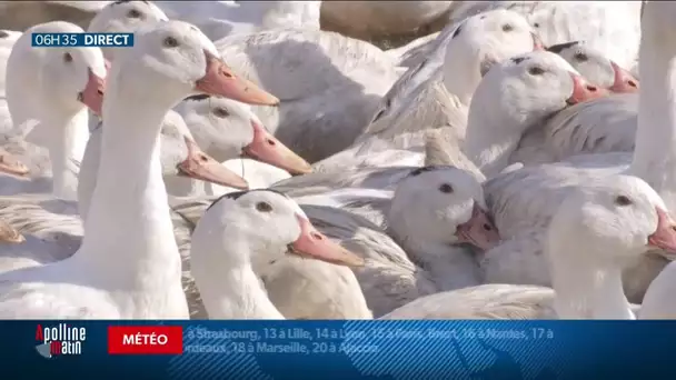 Découverte d’un premier foyer de grippe aviaire en Corse, les départements passent en alerte élevée