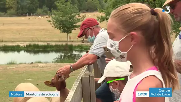 Menestreau-en-Villette : découvrez le domaine du Ciran et leurs moutons de Sologne