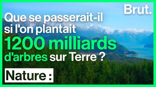 Reforestation massive : la solution pour limiter le réchauffement climatique ?