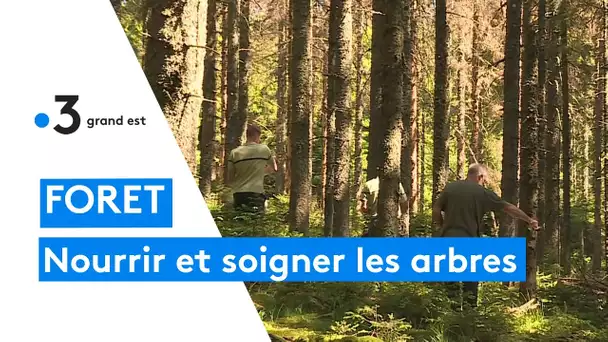 Forêt : nourrir et soigner les arbres malades