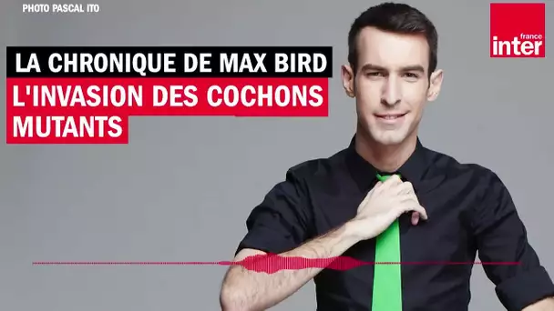 L'invasion des cochons mutants - La chronique de Max Bird